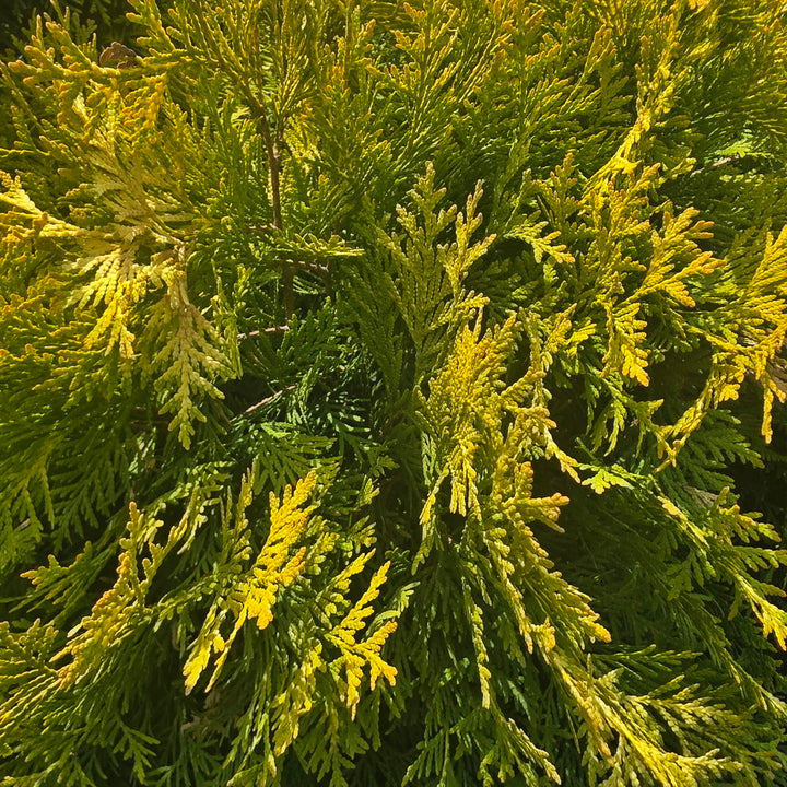 Golden Globe Arborvitae