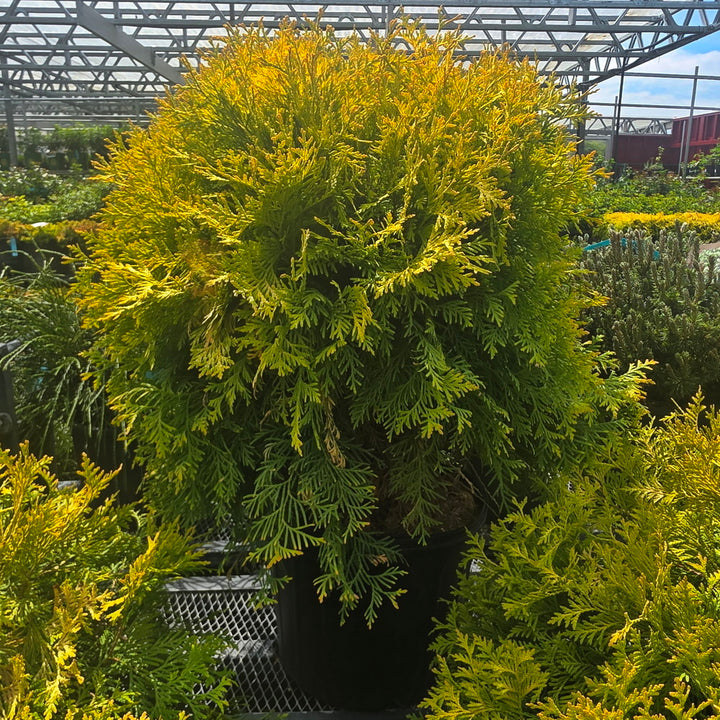 Golden Globe Arborvitae