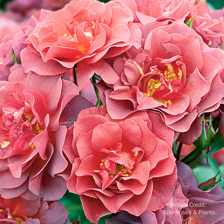Cinco de Mayo™ Rose