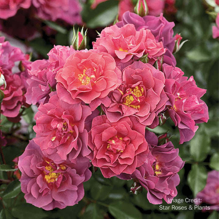 Cinco de Mayo™ Rose