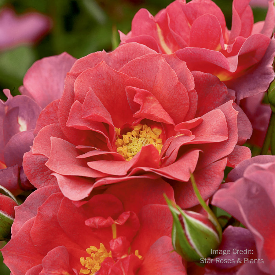 Cinco de Mayo™ Rose