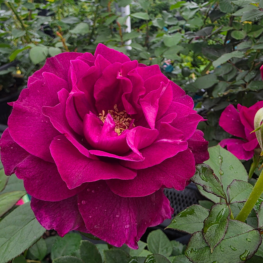 Intrigue Rose