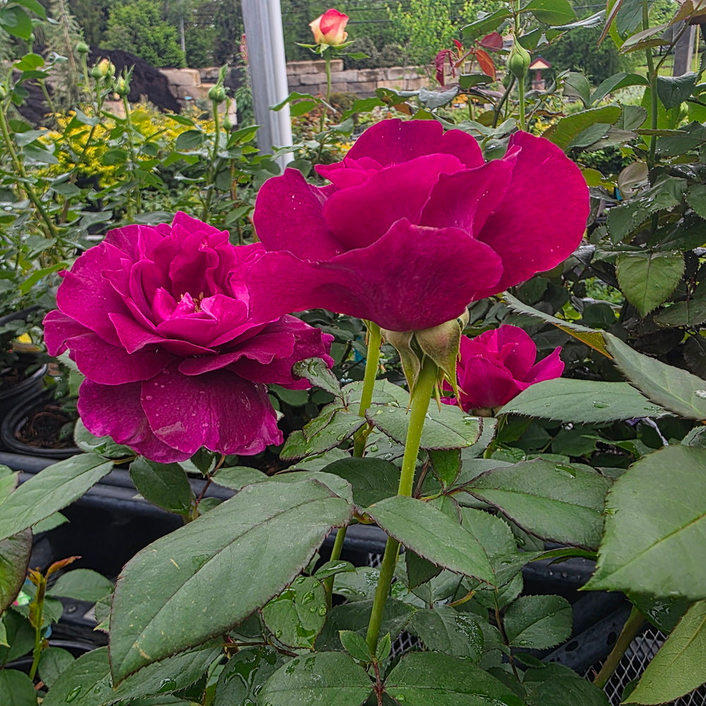 Intrigue Rose