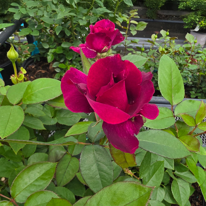 Intrigue Rose