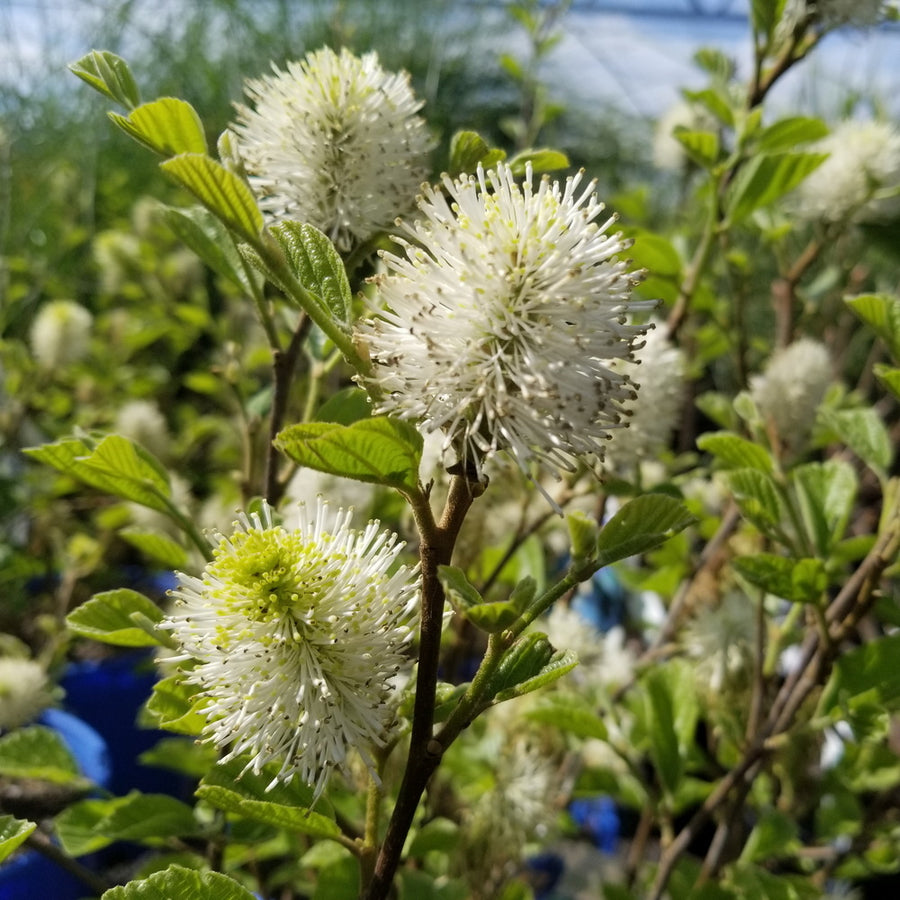 Blue Shadow Fothergilla