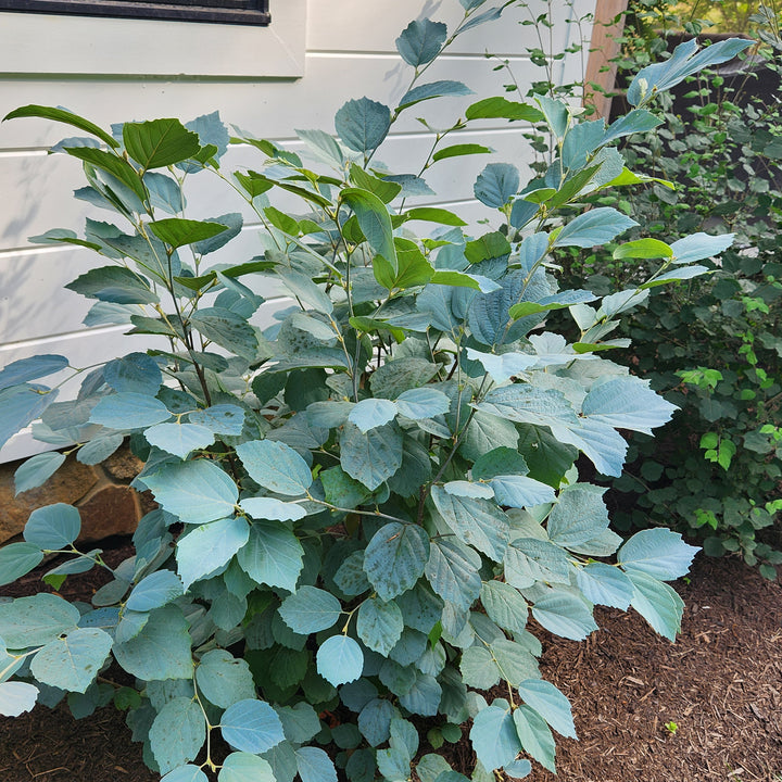 Blue Shadow Fothergilla