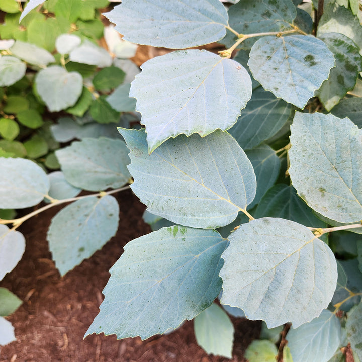 Blue Shadow Fothergilla