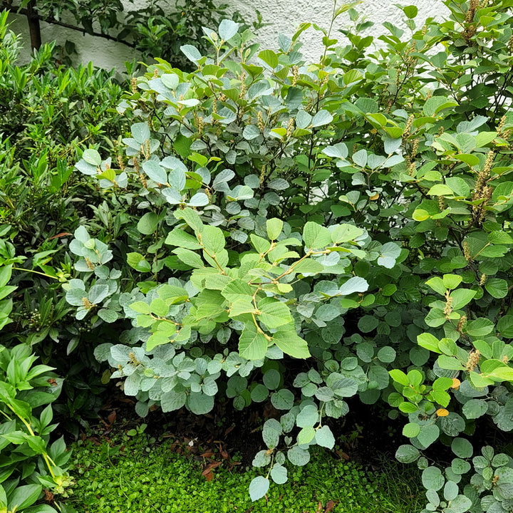 Blue Shadow Fothergilla