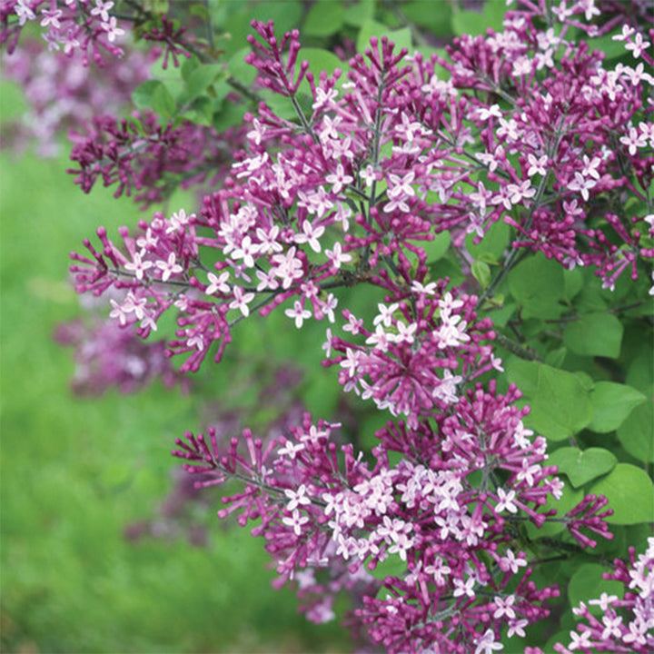 Bloomerang® Purple Reblooming Lilac