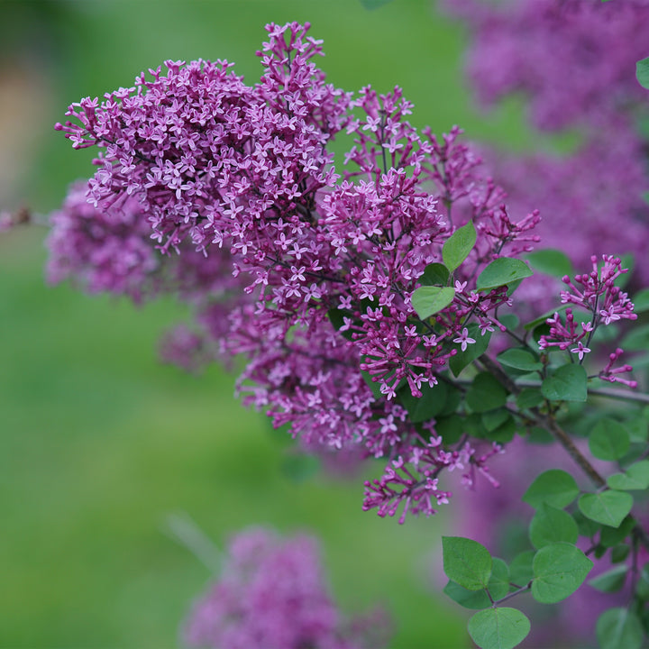 Bloomerang® Purple Reblooming Lilac