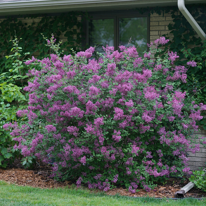 Bloomerang® Purple Reblooming Lilac