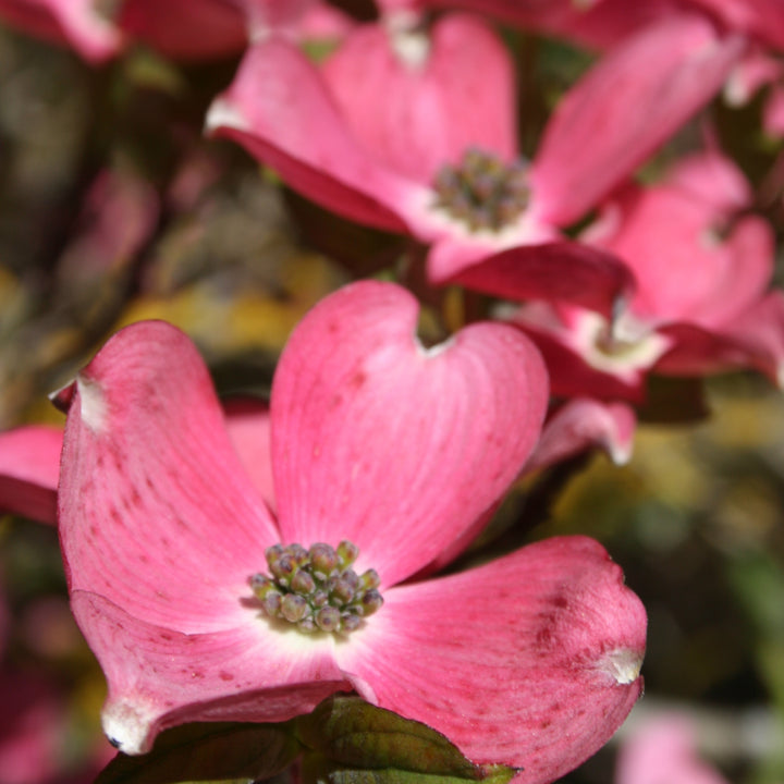 Pink Flowering Dogwood