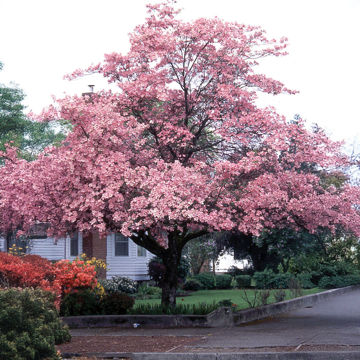 Pink Flowering Dogwood