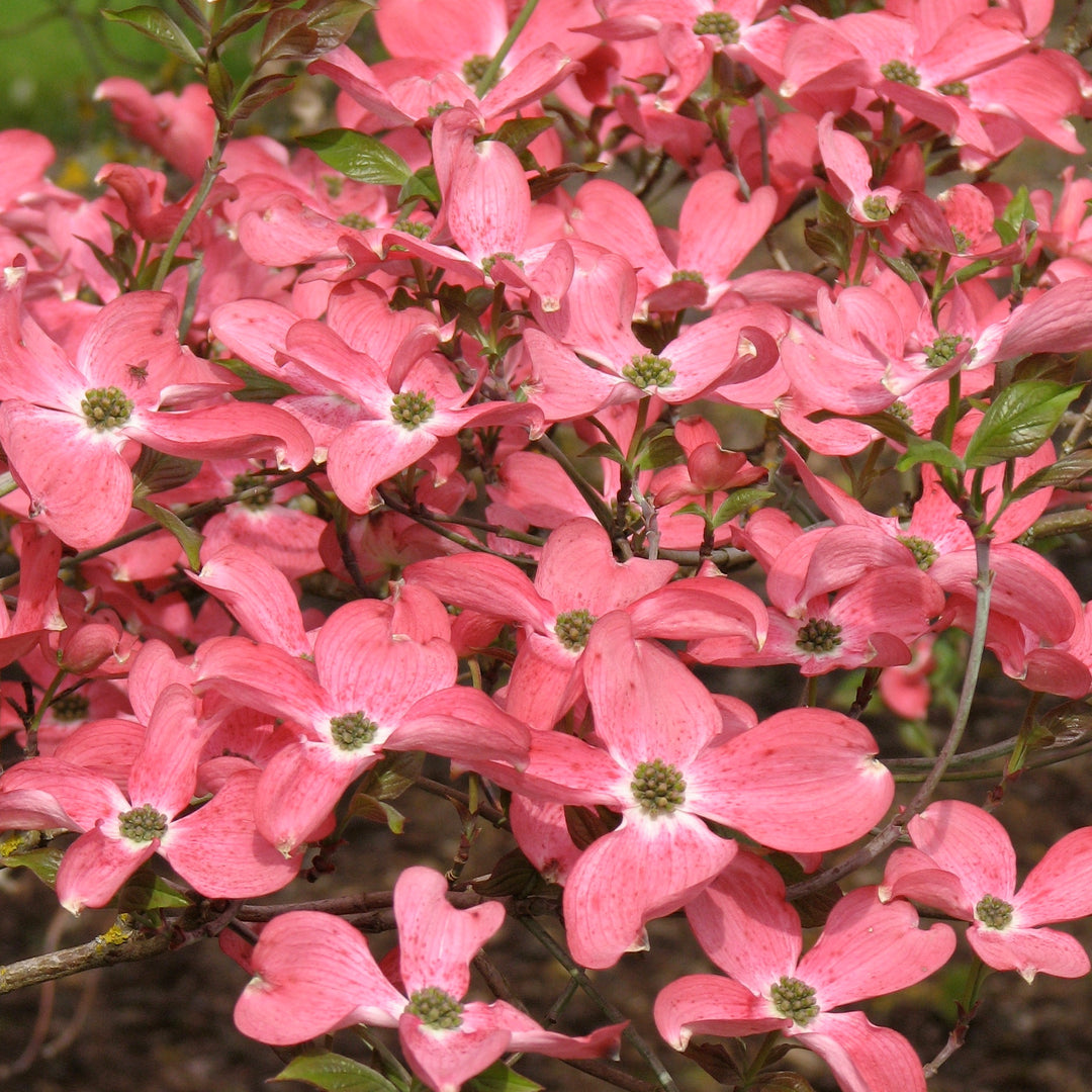 Pink Flowering Dogwood