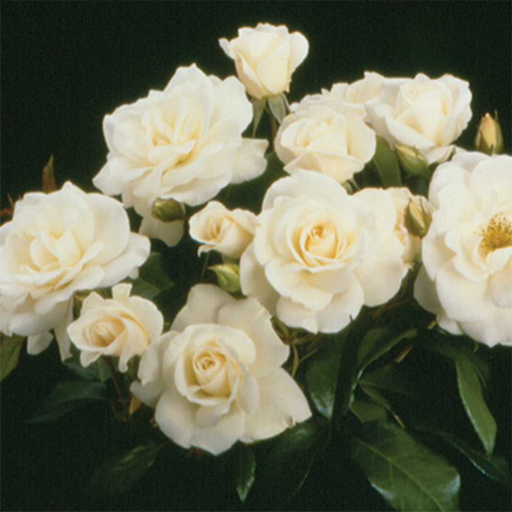 Iceberg Rose