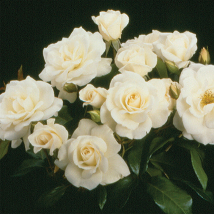 Iceberg Rose