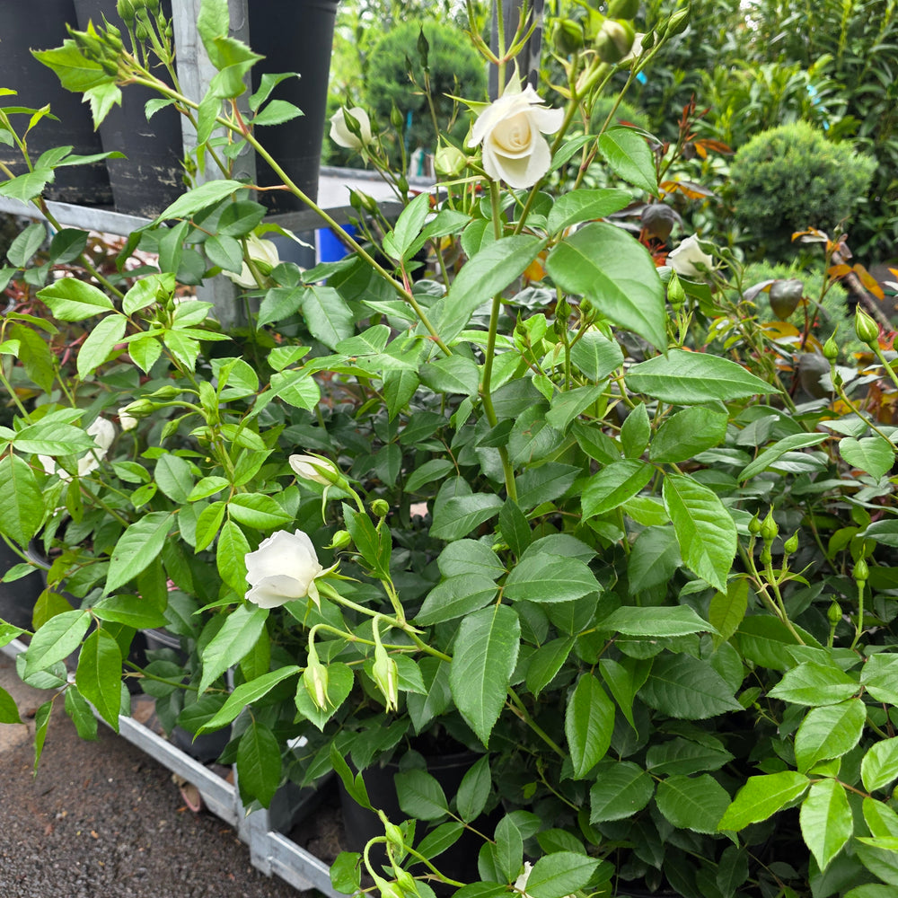 Iceberg Rose