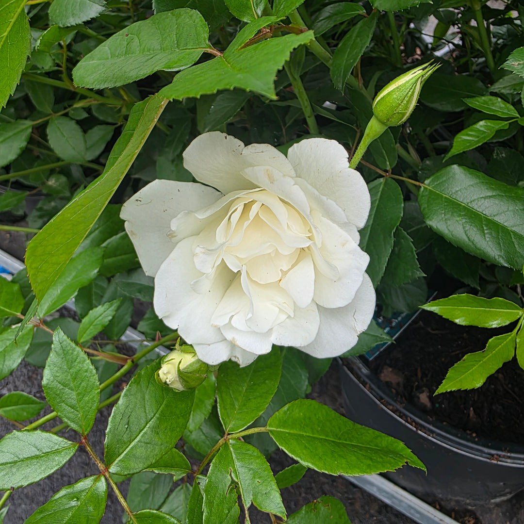 Iceberg Rose