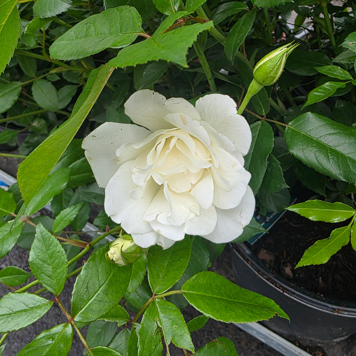 Iceberg Rose