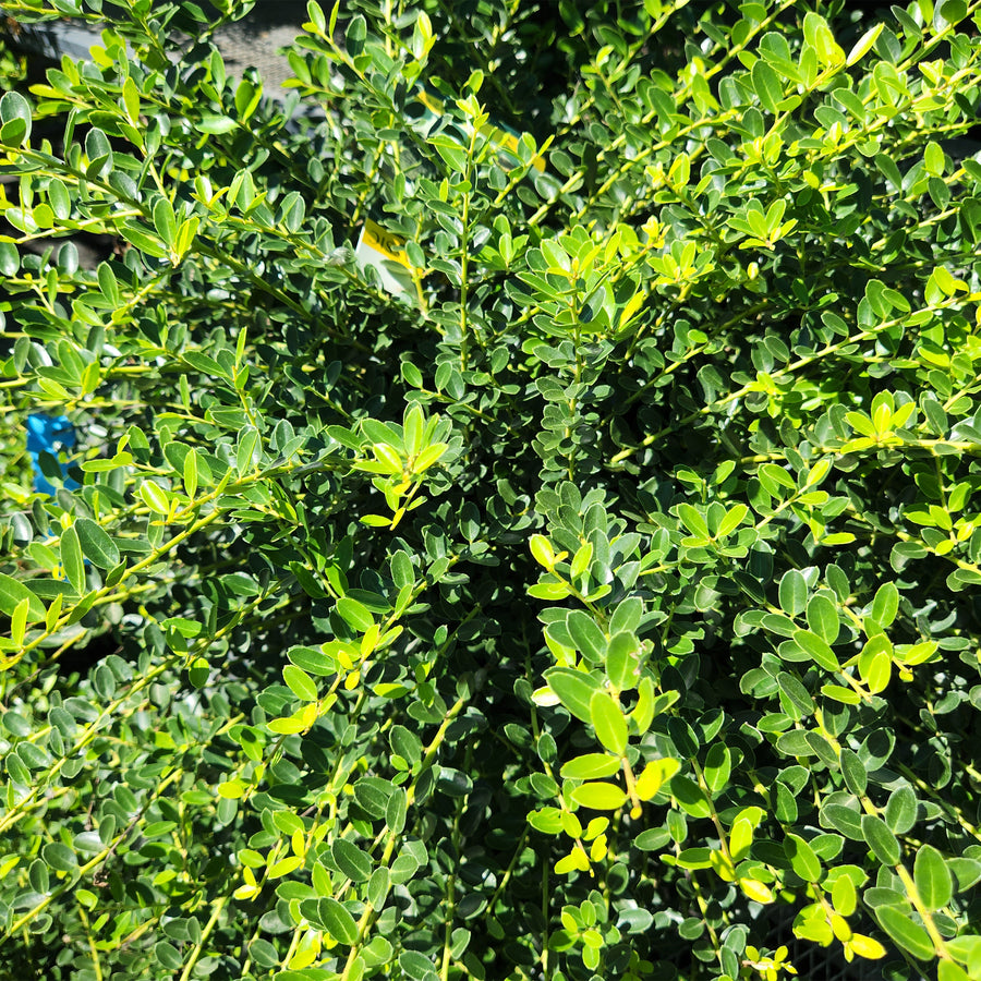 Soft Touch Compact Japanese Holly