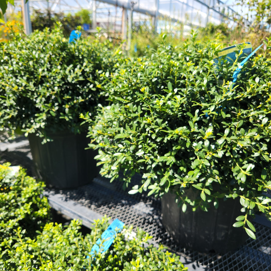 Soft Touch Compact Japanese Holly
