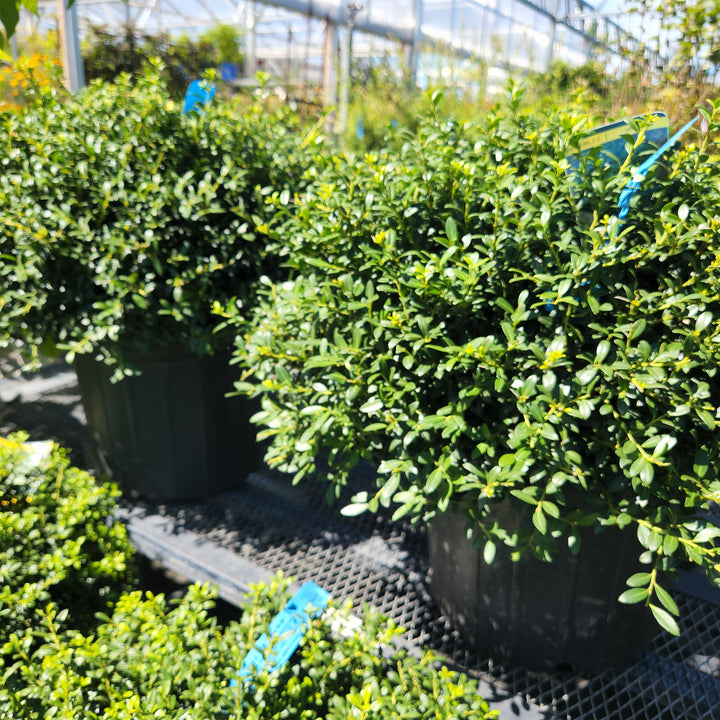 Soft Touch Compact Japanese Holly