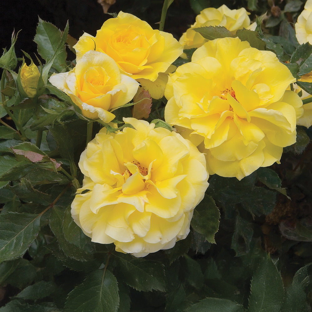 Sunsprite Rose