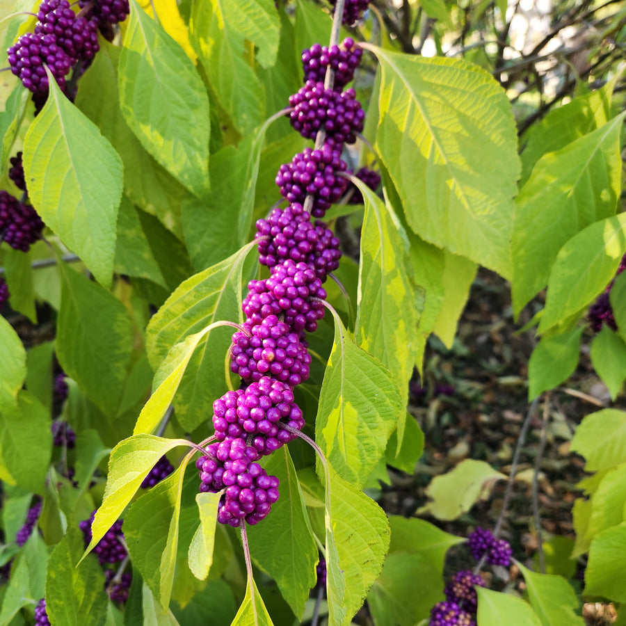 Early Amethyst Beautyberry