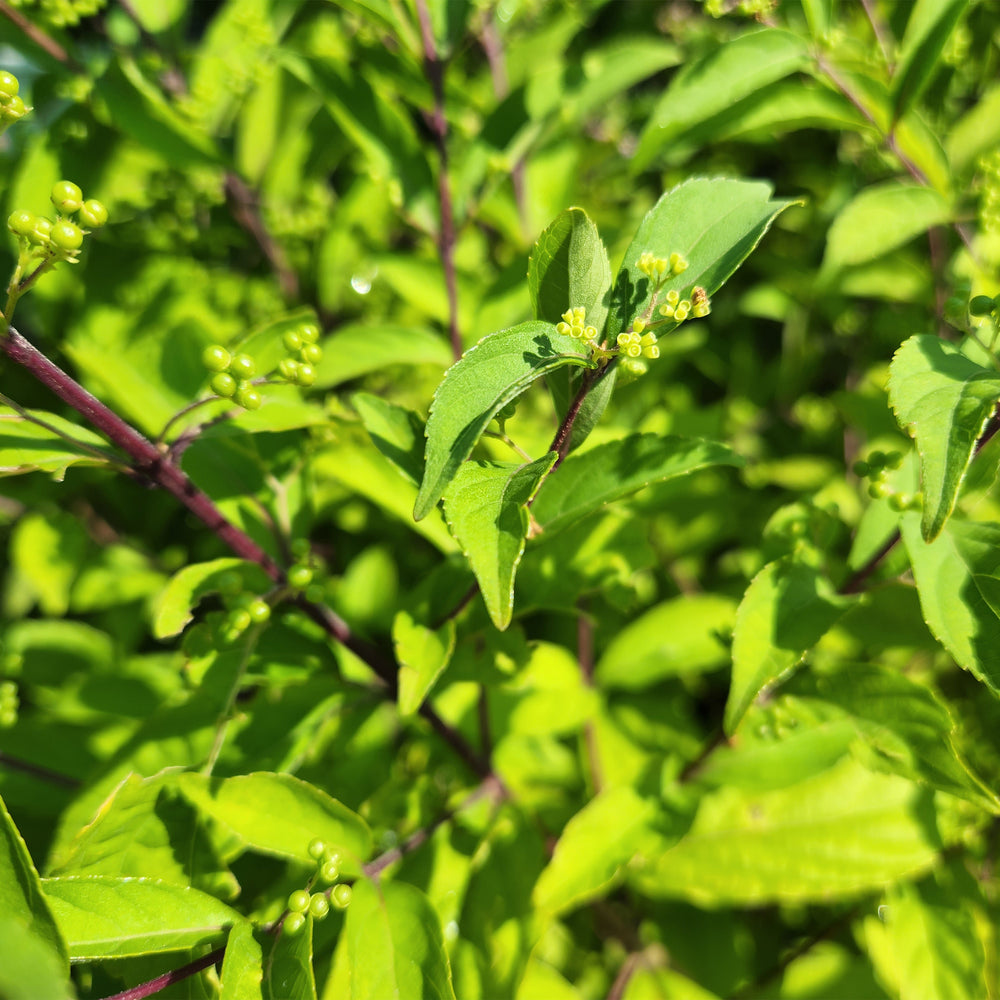 Early Amethyst Beautyberry