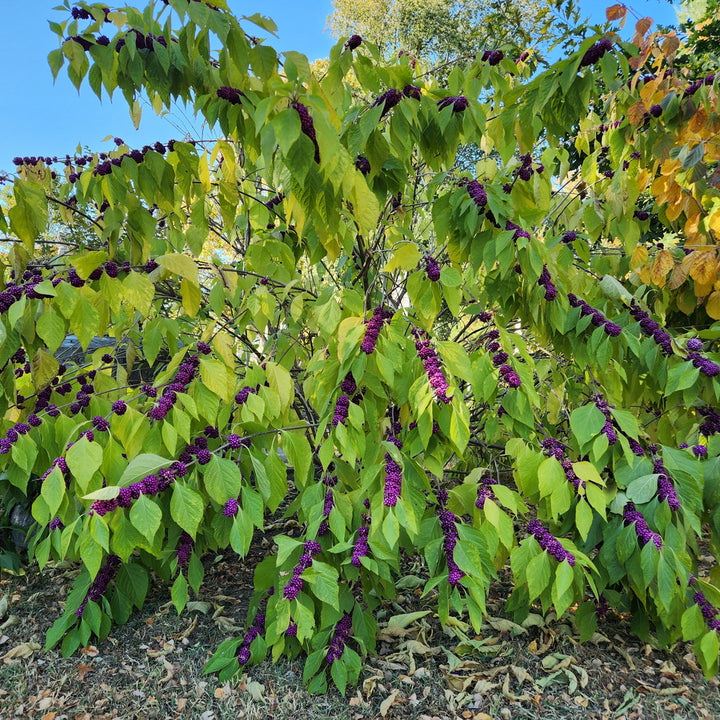 Early Amethyst Beautyberry