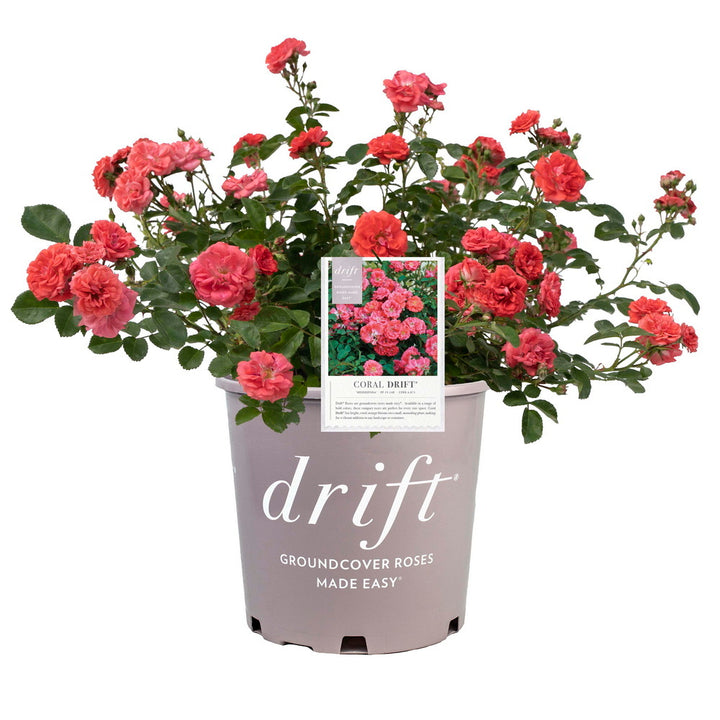 Coral Drift® Rose
