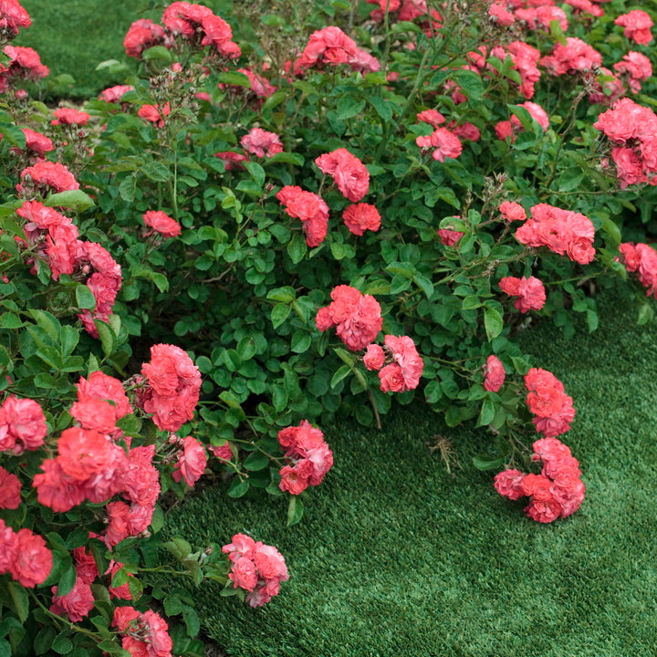 Coral Drift® Rose