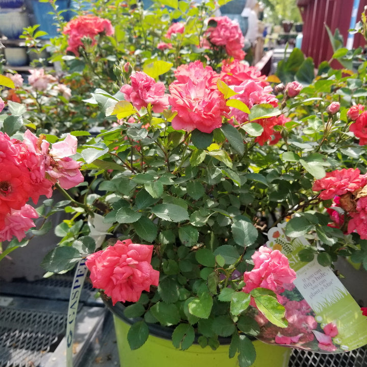 Coral Drift® Rose