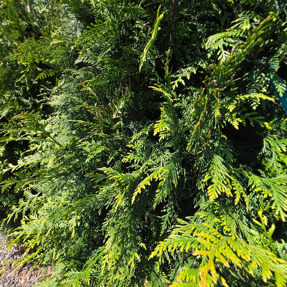 Steeplechase Arborvitae