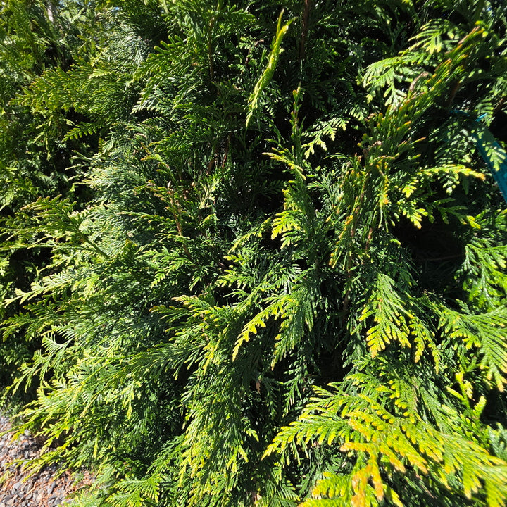 Steeplechase Arborvitae