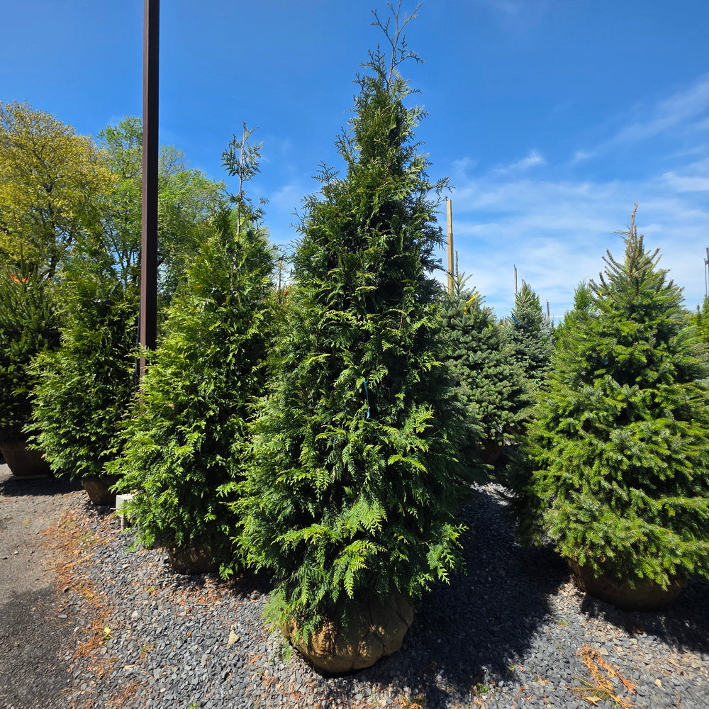 Steeplechase Arborvitae