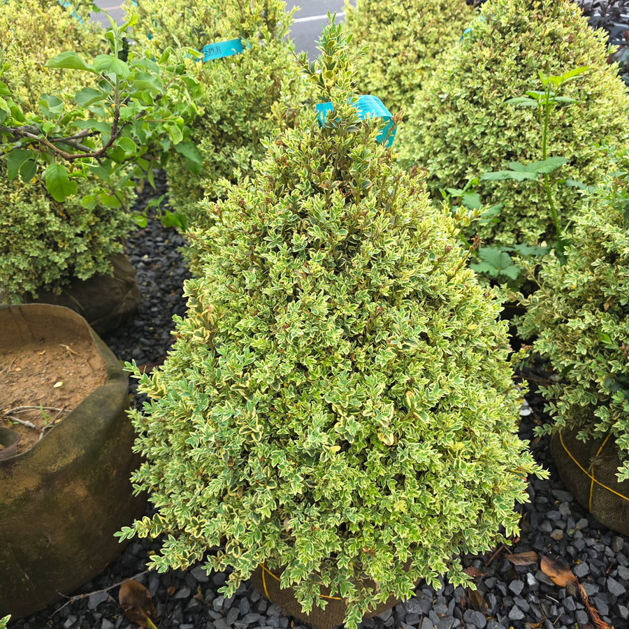 Variegated English Boxwood - Pyramidal