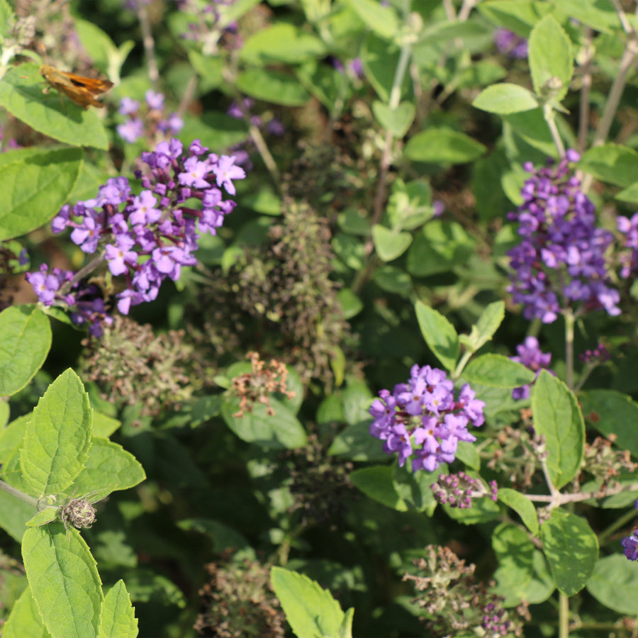 Flutterby Petite® Blue Heaven Butterfly Bush