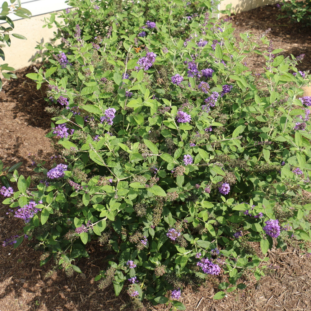 Flutterby Petite® Blue Heaven Butterfly Bush
