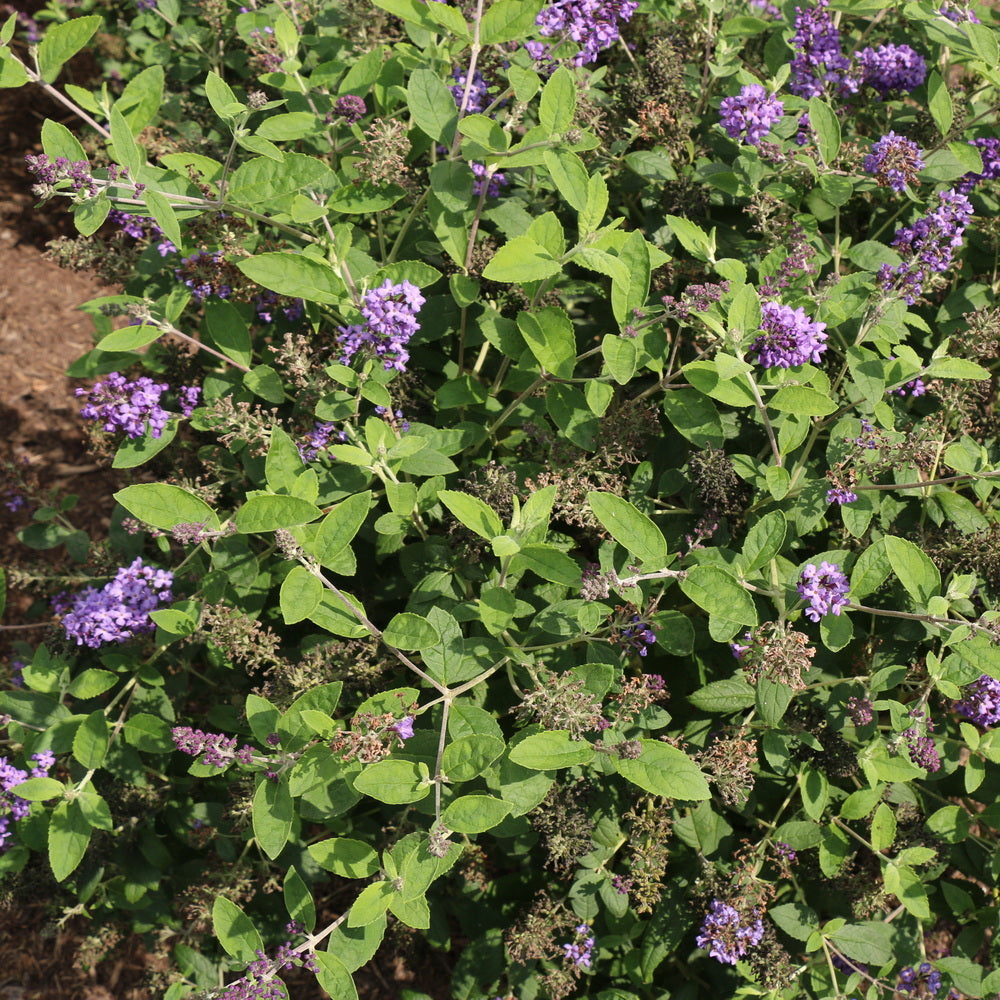 Flutterby Petite® Blue Heaven Butterfly Bush
