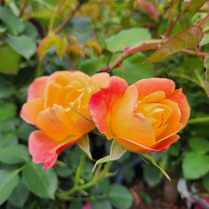 Joseph's Coat Climbing Rose