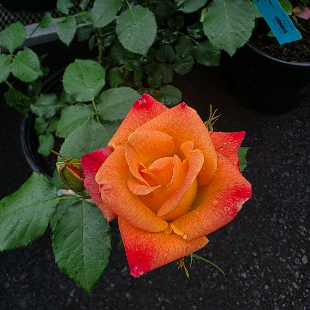Joseph's Coat Climbing Rose