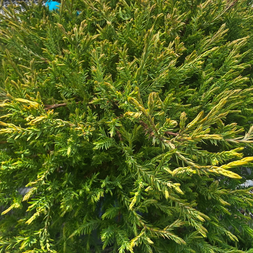 Mr. Bowling Ball® Arborvitae