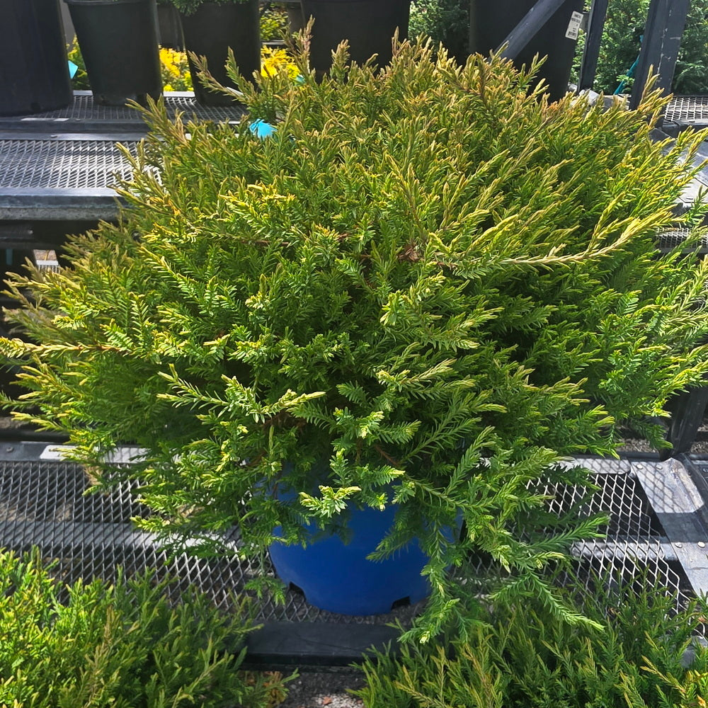Mr. Bowling Ball® Arborvitae 3 Gallon Container