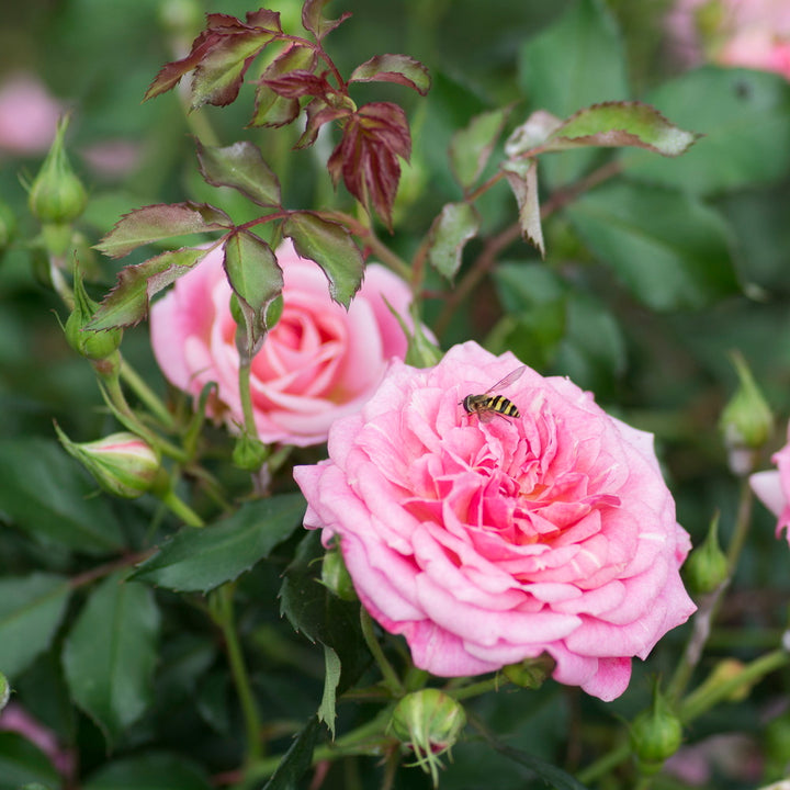 Sweet Drift® Rose