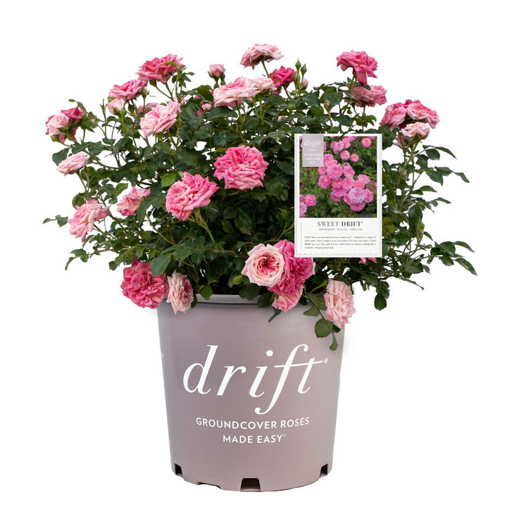 Sweet Drift® Rose