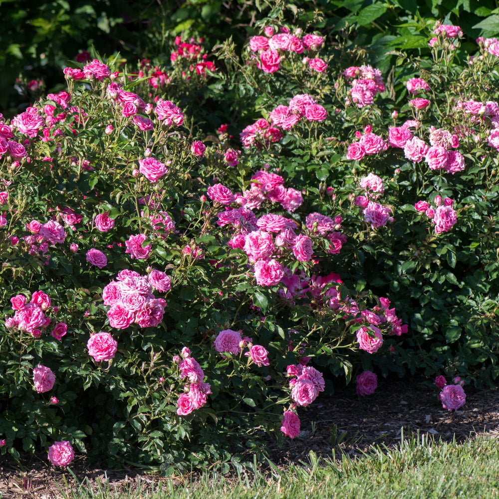 Sweet Drift® Rose