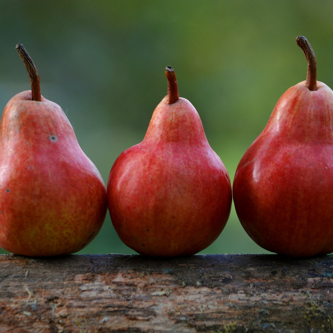 Red Anjou Pear