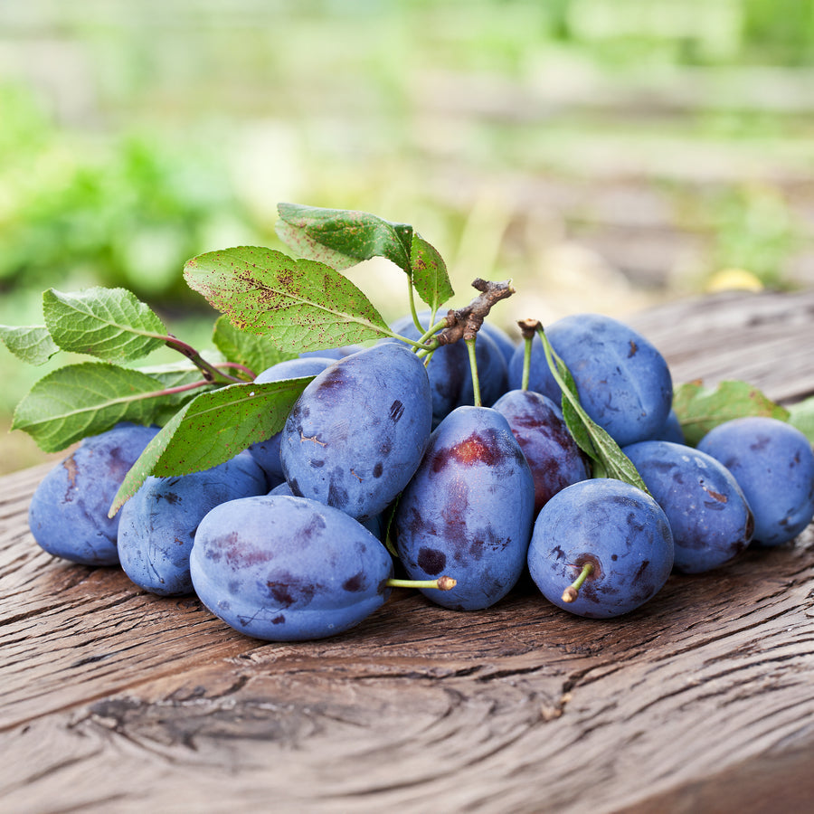 Stanley Prune Plum