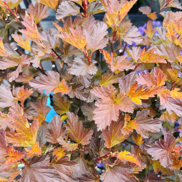 Center Glow Ninebark